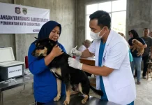 Dinas Peternakan Kabupaten Gorontalo Hadapi Kendala Vaksinasi Rabies