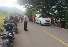 Diduga Sopir Mengantuk, Pickup Tabrak Pohon di Desa Wonggarasi Tengah