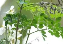 Manfaat Teh Daun Kelor untuk Kesehatan