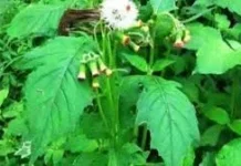 Daun Sintrong, Inilah Kandungan Nutrisi dan Manfaatnya