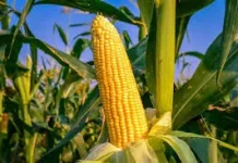 DPRD Gorontalo Dorong Hilirisasi Jagung dan Kelapa untuk Tekan Kemiskinan