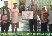 BRMP Gorontalo Dukung LTT lewat Penanaman Padi di Boalemo