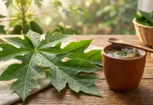 Daun Pepaya, Pahit Rasanya Banyak Manfaatnya