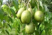 Manfaat Kedondong bagi Kesehatan Tubuh