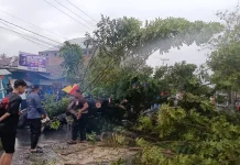 Breaking News, Pohon Tumbang di Jalan Sam Ratulangi Timpa Sepeda Motor
