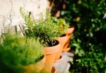 Deretan Tanaman Herbal Penjaga Kesehatan