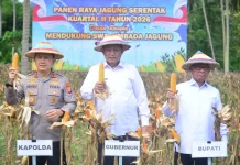 Jagung Komoditas Penunjang dalam Mencapai Target Swasembada di Gorontalo