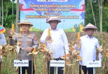 Kejar Target Swasembada, Luas Tanam Jagung di Gorontalo Ditingkatkan