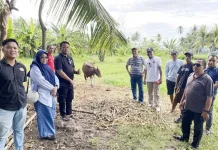 Iduladha 1447H, Setwan Gorontalo Siapkan Penyembelihan 10 Sapi