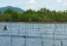 KKMD: Hutan Mangrove Gorontalo Menyusut Akibat Pembukaan Tambak