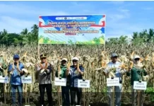 Bupati Pohuwato Hadiri Panen Raya Jagung Serentak