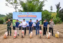 Pupuk Kaltim Garap 250 Hektare Jagung di Bone Bolango