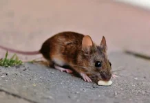 Waspada Virus Tikus Mematikan