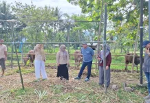 Komisi II Monitoring Hewan Kurban di Bone Bolango