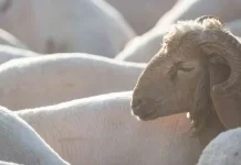 Raih Pahala Besar lewat Sunnah Idul Adha