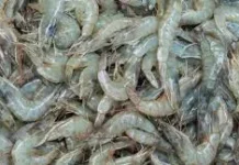 Pakar Nilai Gorontalo Potensial Kembangkan Udang Vaname