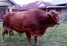 Gubernur Gorontalo Serahkan Sapi Kurban Bantuan Presiden di UNG