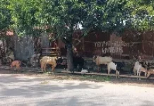 Total Hewan Kurban di Kota Gorontalo Capai 1.395 Ekor