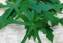 Manfaat Daun Gedi bagi Kesehatan