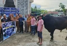 Bupati Serahkan Sapi Kurban Presiden di Telaga Jaya, Bobotnya Capai 950 Kg