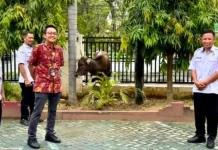Kemenag Kabgor Terima Bantuan Satu Ekor Sapi Kurban dari BRI