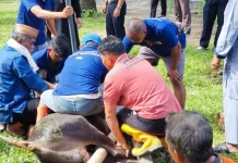 Tiga Ekor Sapi Kurban Disembelih di Lapas Boalemo