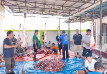 Dinkes P2KB Provinsi Gorontalo Sembelih 6 Ekor Sapi Kurban