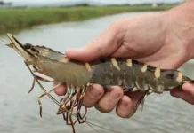 Kades Putiana Dorong Warga Manfaatkan Lahan untuk Udang Vaname