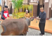 Wabup Gorontalo Utara Serahkan Bantuan Sapi Kurban Iduladha