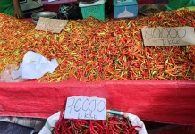 Harga Rica di Pasar Turun Signifikan