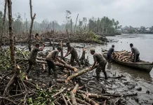 Sanksi Perusak Mangrove Diperketat, DLH Gorontalo Utara Edukasi Warga