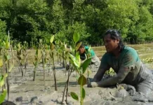 Tutupan Mangrove di Gorontalo Tinggal 40 Persen, Perlu Kolaborasi