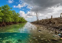 Ancaman Kerusakan Mangrove, Alarm bagi Masa Depan Pesisir Gorontalo