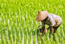 Petani Padi Gorontalo Harapkan Transfer Teknologi Melalui PENAS KTNA 2026