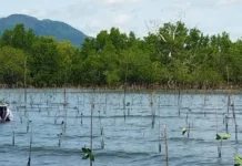 Umar Pasandre Dorong Regulasi Perlindungan Mangrove