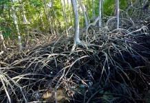 Pelestari Mangrove Soroti Penyusutan Hutan Mangrove di Pesisir Pohuwato