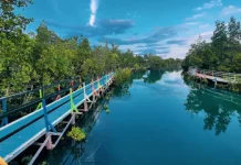 KKMD Gorontalo Targetkan Luasan Mangrove Kembali Capai 13 Ribu Hektare
