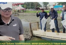Persiapan PENAS XVII, BRMP Gorontalo Tebar Benih Ikan Nila