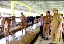 Pemprov Gorontalo Targetkan Inseminasi Buatan 3 Ribu Ekor Sapi