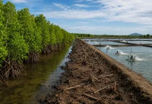 Alih Fungsi Lahan Jadi Tambak Dominasi Penurunan Luasan Mangrove di Gorontalo