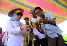 Wagub Idah Tinjau Panen Padi Prebiotik di Boalemo