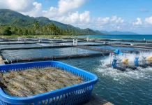 Produksi Udang Vaname di Gorontalo Utara Terus Meningkat