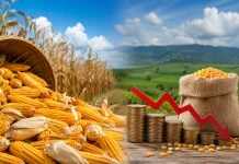 Produksi Jagung Meningkat, Petani Gorontalo Soroti Stabilitas Harga