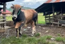 Gubernur Gusnar Ismail Ajak Warga Gorontalo Kembangkan Inseminasi Buatan
