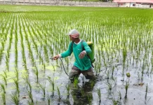 Berbeda dengan 10 Tahun Lalu, Sensus Ekonomi 2026 juga Catat Usaha Pertanian