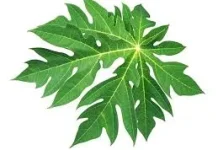 Manfaat Daun Pepaya untuk Kesehatan