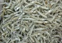 Manfaat Ikan Teri bagi Kesehatan Tubuh