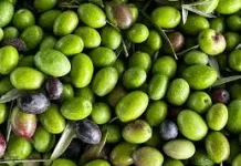 Manfaat Minyak Zaitun untuk Kesehatan
