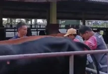 Transfer Embrio, Langkah Baru Pemprov Gorontalo Tingkatkan Populasi Sapi Lokal
