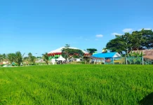 Penyuluh Pertanian Gorontalo Siap Dampingi Peserta PENAS XVII